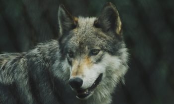 gray wolf