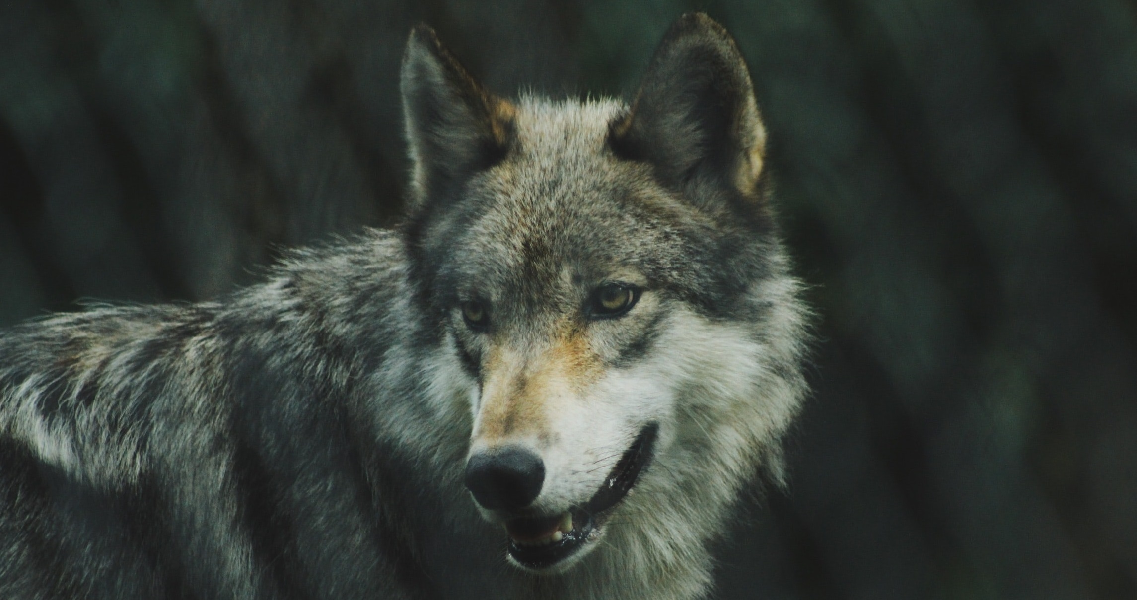 gray wolf