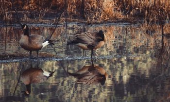 mallard ducks