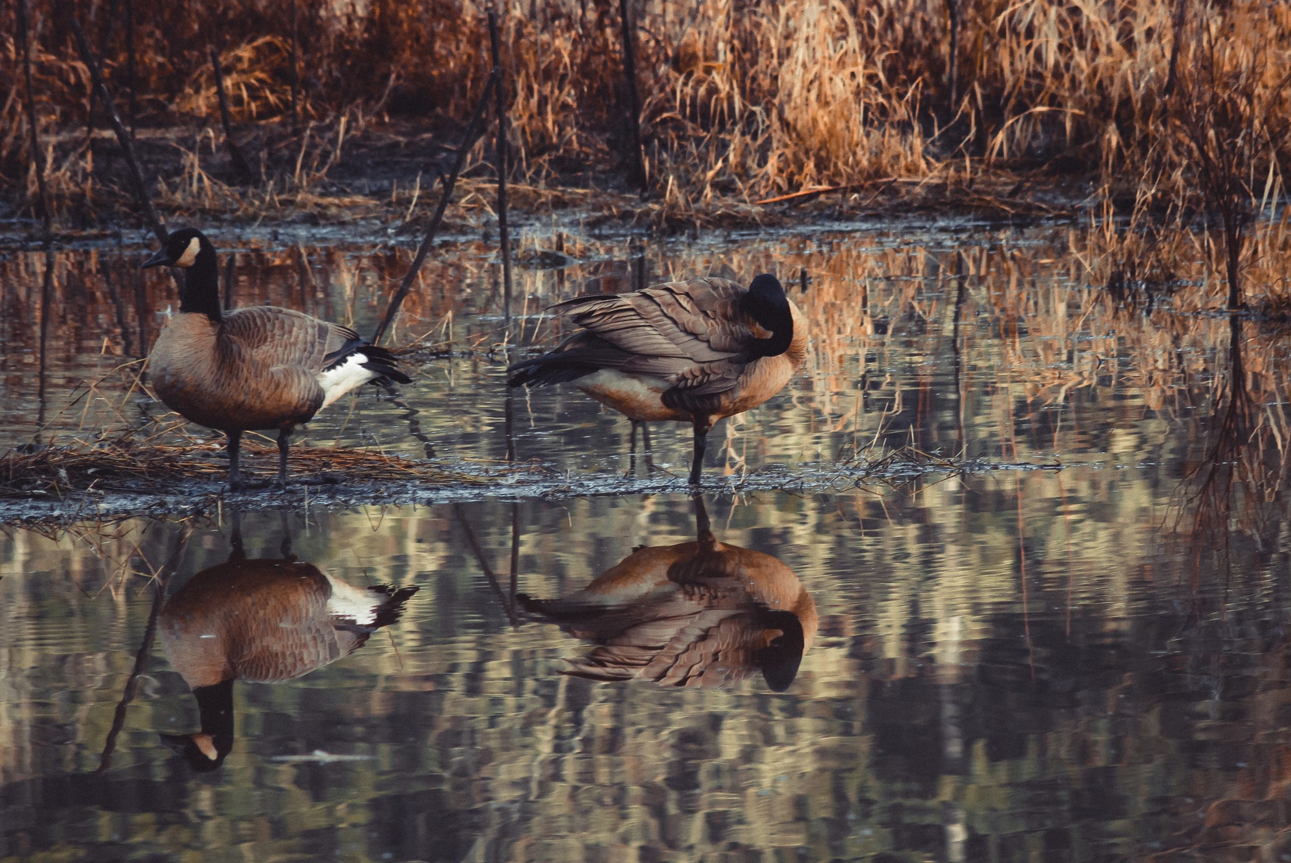 mallard ducks