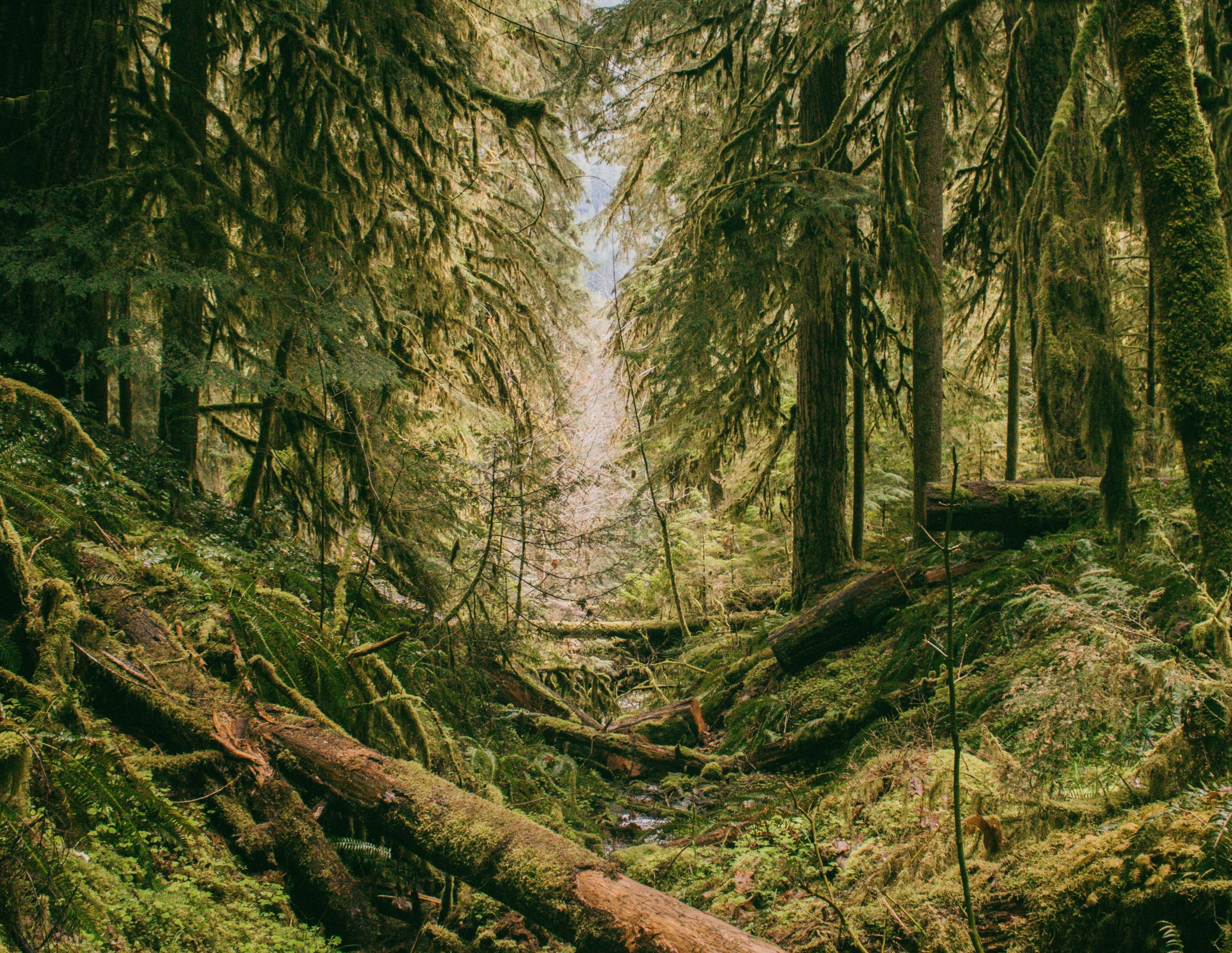 mossy forest