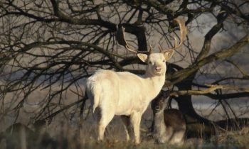 white deer