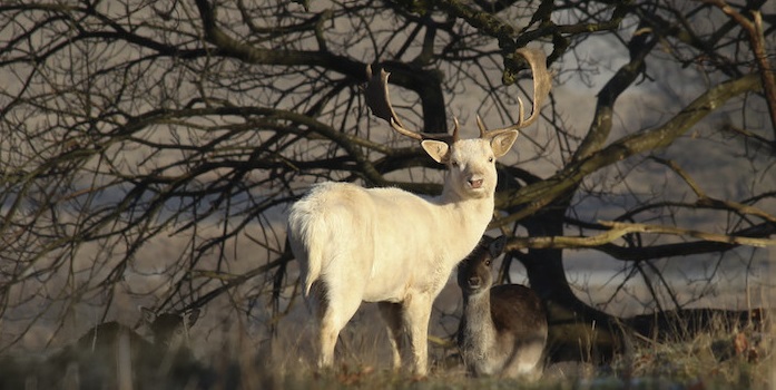 white deer